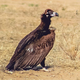 Illustration for article titled Vulture Feeling Nauseous After Eating Bad Rotting Deer Carcass